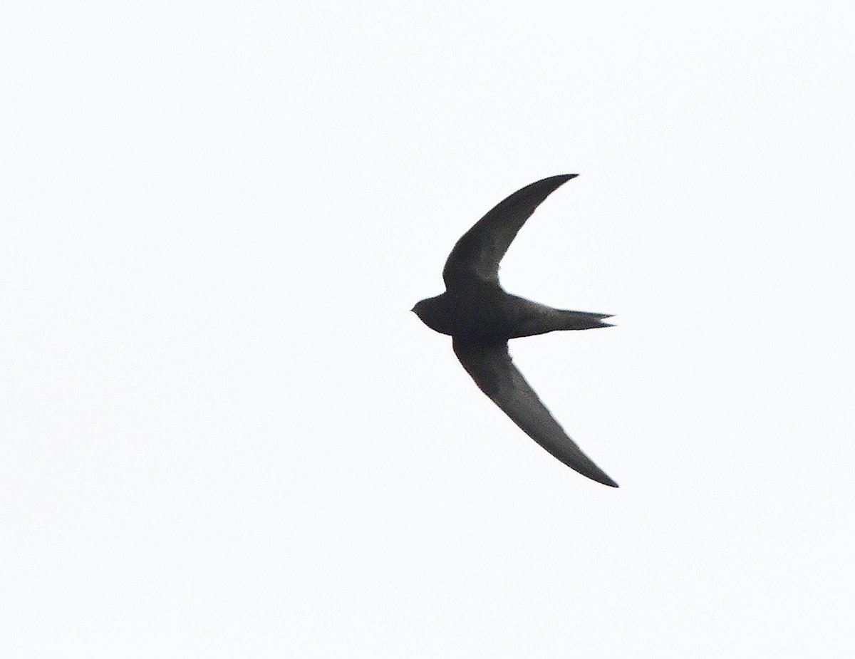 Keith Davison (@badgeman49) on Twitter photo Swallows and Swifts on Teesside today <a href="/teesbirds1/">teesbirds</a> <a href="/DurhamBirdClub/">Durham Bird Club</a> <a href="/Natures_Voice/">RSPB</a> <a href="/BBCSpringwatch/">BBC Springwatch</a> <a href="/bbcwildlifemag/">BBCWildlifeMagazine</a> Swallows and Swifts on Teesside today <a href="/teesbirds1/">teesbirds</a> <a href="/DurhamBirdClub/">Durham Bird Club</a> <a href="/Natures_Voice/">RSPB</a> <a href="/BBCSpringwatch/">BBC Springwatch</a> <a href="/bbcwildlifemag/">BBCWildlifeMagazine</a>