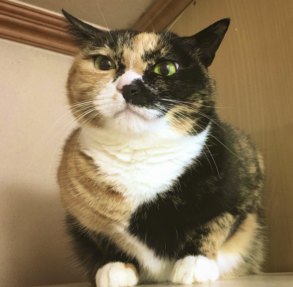 B612cat's tweet photo. 다들 나이트 퓨어리 보면서 내 고양이 생각하겠지. 곧 18살 되는 우리 심바. 내 눈엔 항상 아기. https://t.co/XvD7d5rjb7