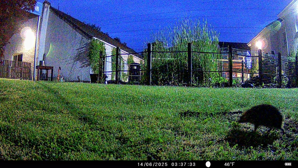 As part of #30DaysWild we have set up a trail camera in our garden to catch some shots of who prowls our garden at night. Today, on the first check, Gina discovered that we'd been visited by a fox and a hedgehog!