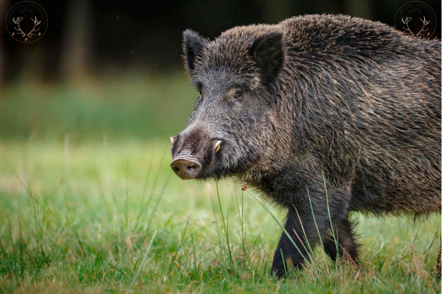MaitreGerard's tweet photo. Présenter le loup ou le sanglier comme causes de tous les malheurs en agriculture est un exercice de propagande à base de fake news auquel certains média n'ont aucun scrupule à recourir.

@afpfr 
@libe 
@TF1 
@le_Parisien 
@onevoiceanimal 
@AllianceEthique 
@hugoclement https://t.co/2Ked9sN6x5