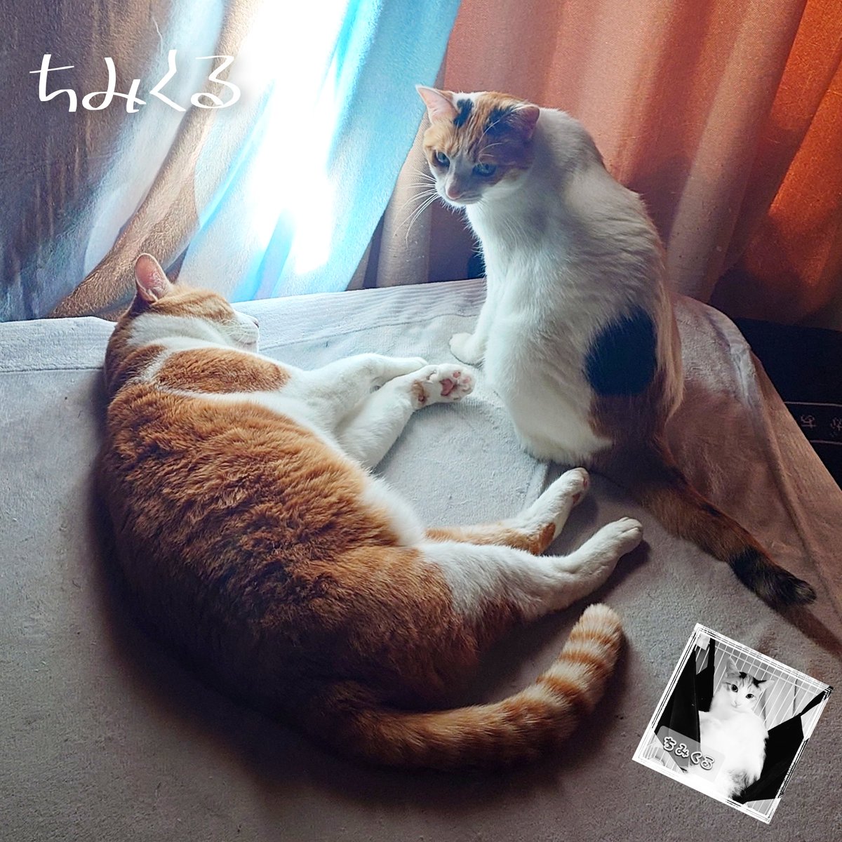 【あなたがわたしを知ってる🐈】
今までしてきた
悪いことだけで
明日わたしが有名になっても
どうってことないわ
まるで気にしない
あなたがわたしをを知ってる🍃
あなたはわたしのことすべて
わかっていてくれる
わたしのことぜんぶ わかっていてくれる
離ればなれになんか　なれないわ🌿
#mnc_cats