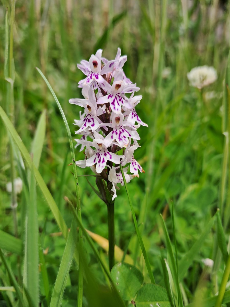 ForLilCreatures's tweet image. This right here is why, from spring through to early autumn, I barely touch the garden other than some bits that need trimming or tidying, which is all done by hand.