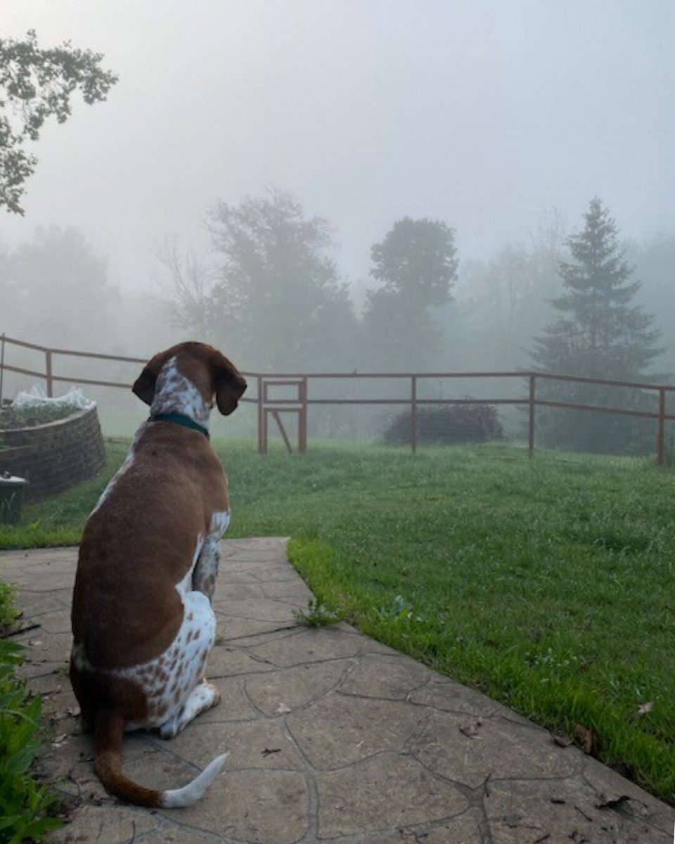 BeckySDoughty's tweet photo. 🐾Happy Misty Monday Morning from Garth! Magical moments with my guy... 💖
#zendog #houndlife #dogsarethebest #houndsofinstagram #hounddogsofinstagram #sunrisedog #mondaymood #writinglife #beckydoughty #cleanreads #dayinthelife #HEA #TBR #ReadMoreBooks
https://t.co/K7mkpaxNiI https://t.co/8Y1QRd6wPm