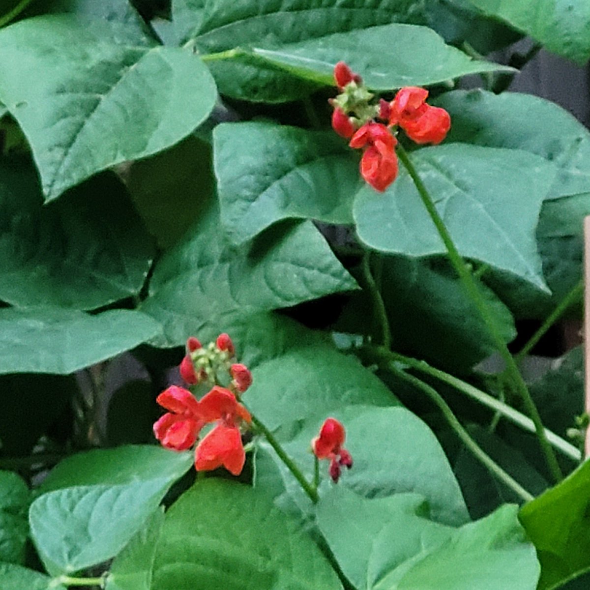 RyanNash44's tweet photo. Scarlet runner beans https://t.co/3WwQcNaCEZ