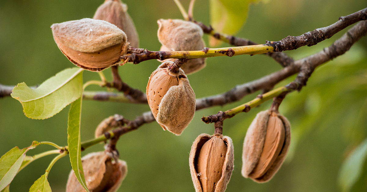 Tree nuts = high value + high complexity. ​
Here are 3 nutty facts you might not know:​
🥜 80% of almond exports come from California​
🌰 Cashews grow on top of a fruit​
🌳 Walnuts take 7 yrs to produce — but can last 40+​
Got a fave fact?👇 #CropFocus