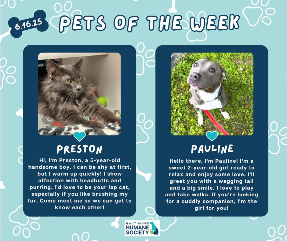 bmorehumane's tweet image. Meet our Pets of the Week — Preston &amp;amp; Pauline! 

Their adoption fees are waived this week — let’s help them find their forever homes!

Stop by the shelter:
Monday: 12-4 PM
Tuesday-Sunday: 12-5 PM

#AdoptDontShop #AdoptablePets #BaltimoreHumane #RescuePets #PetsoftheWeek