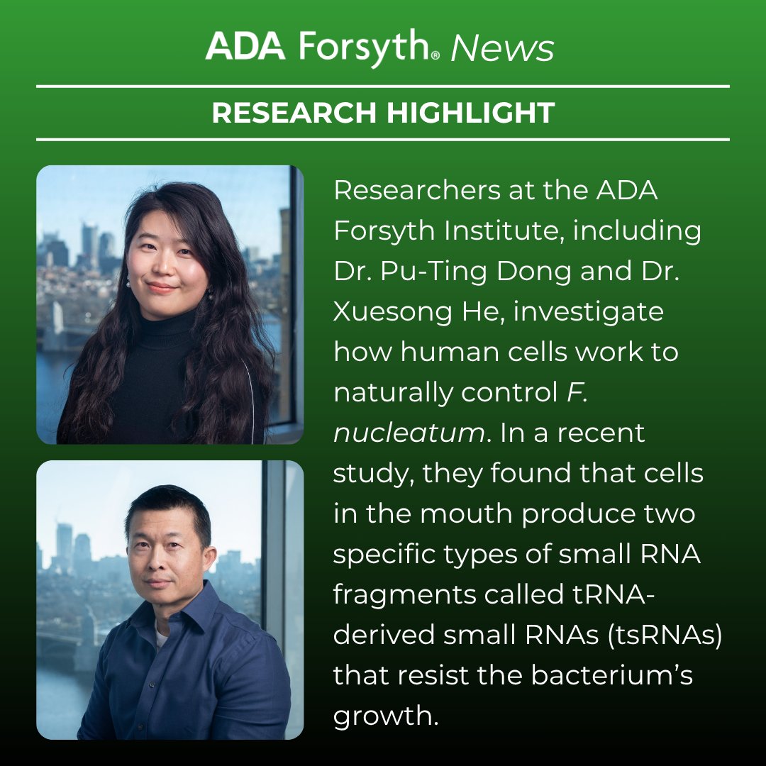 ForsythResearch's tweet image. AFI scientists Dr. Pu-Ting Dong, Dr. Xuesong He, and Ms. Lujia Cen, along with their collaborators, have uncovered how host cells may inhibit the growth of F. nucleatum, a key bacterium linked to periodontitis and other systemic diseases.
Learn more: ow.ly/kij950W9hls