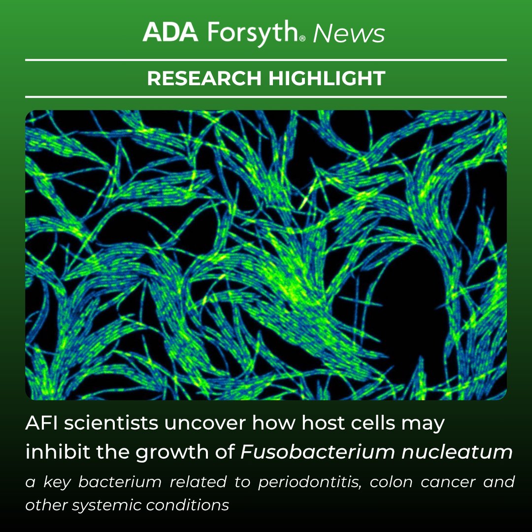 ForsythResearch's tweet image. AFI scientists Dr. Pu-Ting Dong, Dr. Xuesong He, and Ms. Lujia Cen, along with their collaborators, have uncovered how host cells may inhibit the growth of F. nucleatum, a key bacterium linked to periodontitis and other systemic diseases.
Learn more: ow.ly/kij950W9hls