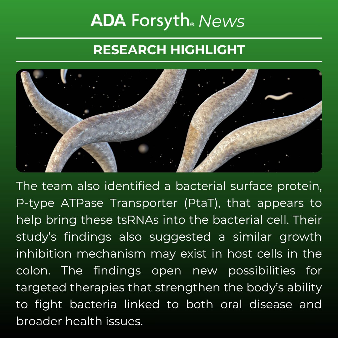 ForsythResearch's tweet image. AFI scientists Dr. Pu-Ting Dong, Dr. Xuesong He, and Ms. Lujia Cen, along with their collaborators, have uncovered how host cells may inhibit the growth of F. nucleatum, a key bacterium linked to periodontitis and other systemic diseases.
Learn more: ow.ly/kij950W9hls