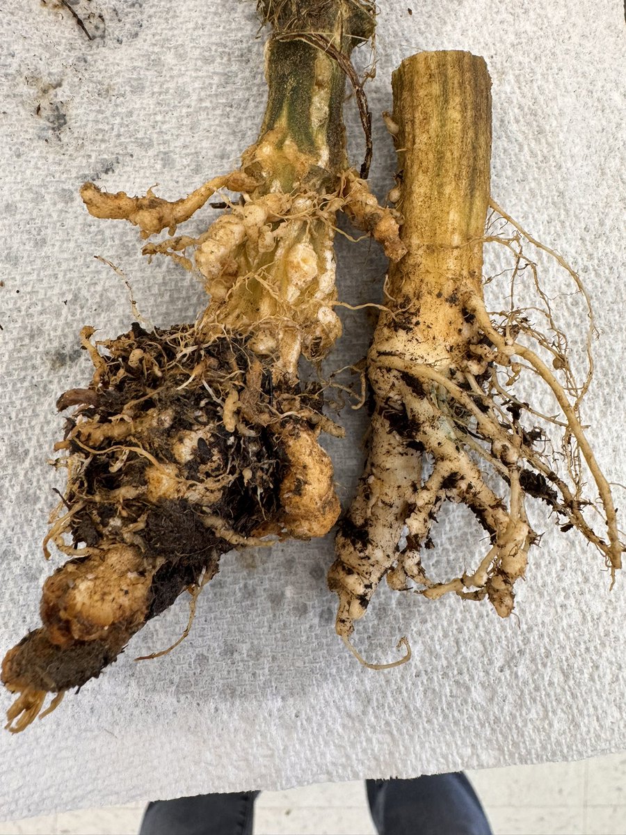 NEMATODE MONDAY: some severe galling of Squash roots by southern root knot nematode Meloidogyne incognita). Severe disruption of the plants ability to take up water and nutrients. Hard to believe the plant can still function at all  #Nematode #PlantDisease #Monday #Gardening