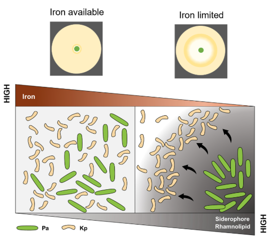 #MicrobiologyMonday: Pseudomonas aeruginosa releases a surfactant that displaces Klebsiella pneumoniae from solid surfaces. By pushing K. pneumoniae away, the detergent allows P. aeruginosa to better compete for limited iron. Learn more in #mBio: asm.social/2sH