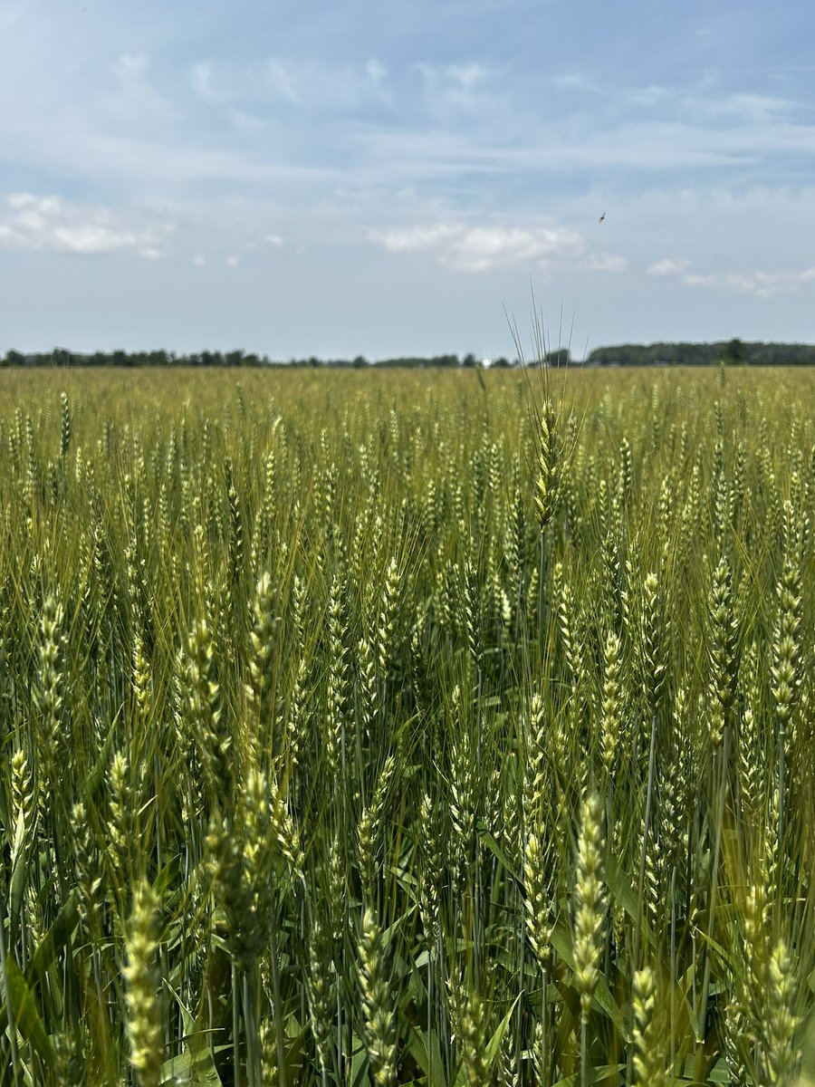 Wheat is starting to turn in Essex-County! 
💭Comment below your area &amp; when you think harvest will begin!
#GLG #Wheat