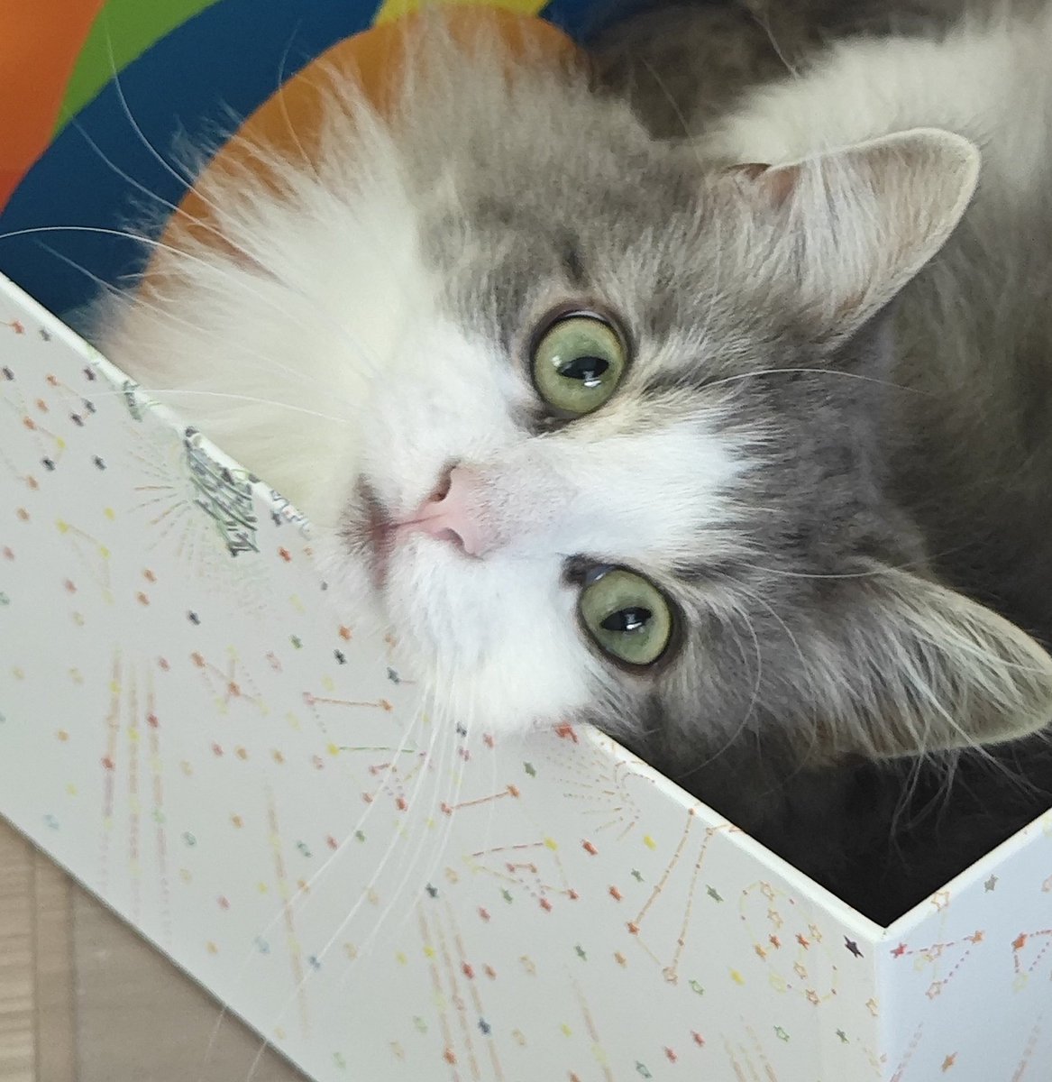 りん🐈ノルウェージャンフォレストキャット tweet media