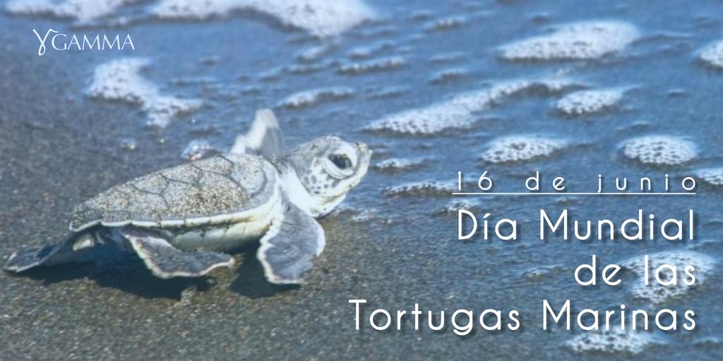 Gamma_Cuba (@cuba_gamma) on Twitter photo Hoy, 16 de junio, Día Mundial de las Tortugas Marinas, protejamos a estas especies que llevan millones de años en nuestro planeta. 🐢💙 #Conservación <a href="/citmacuba/">Ministerio de Ciencia, Tecnología y Medio Ambiente</a> <a href="/Grupo_INNOMAX/">Grupo Empresarial INNOMAX</a> <a href="/CubaTareaVida/">Tarea Vida Cuba</a> Hoy, 16 de junio, Día Mundial de las Tortugas Marinas, protejamos a estas especies que llevan millones de años en nuestro planeta. 🐢💙 #Conservación <a href="/citmacuba/">Ministerio de Ciencia, Tecnología y Medio Ambiente</a> <a href="/Grupo_INNOMAX/">Grupo Empresarial INNOMAX</a> <a href="/CubaTareaVida/">Tarea Vida Cuba</a>