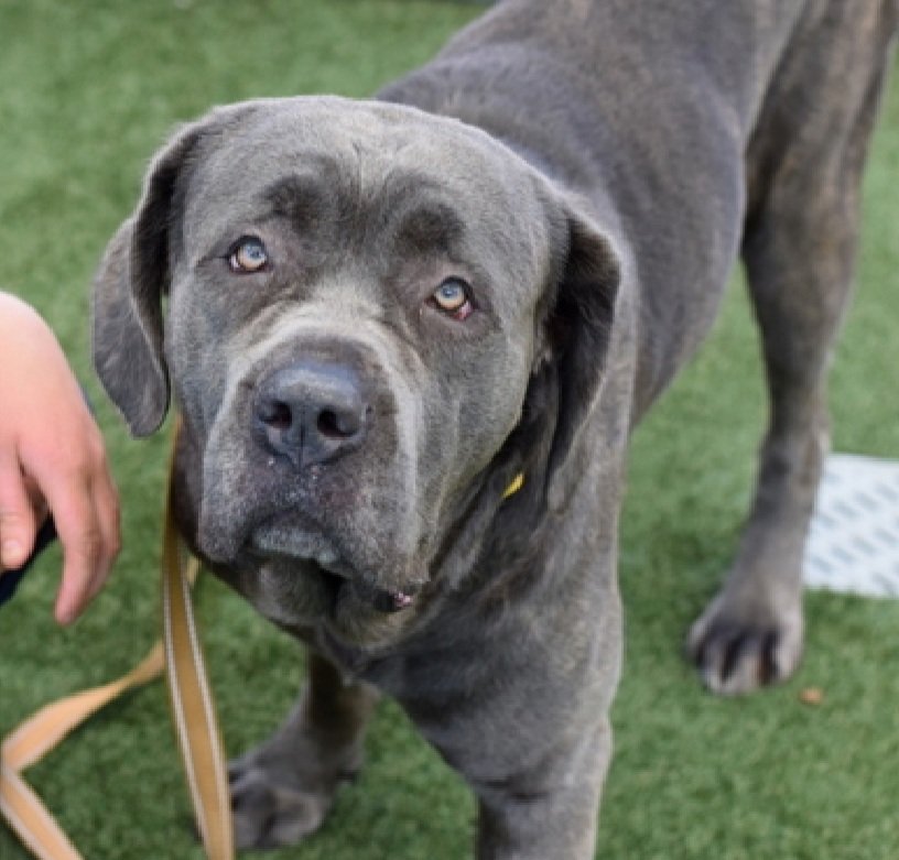 Tiny is relisted TBK 6/17
Every Last One Rescue would love to save her, but needs a #foster 

If you can foster Tiny, plesse apply here 👇

everylastonerescue.org