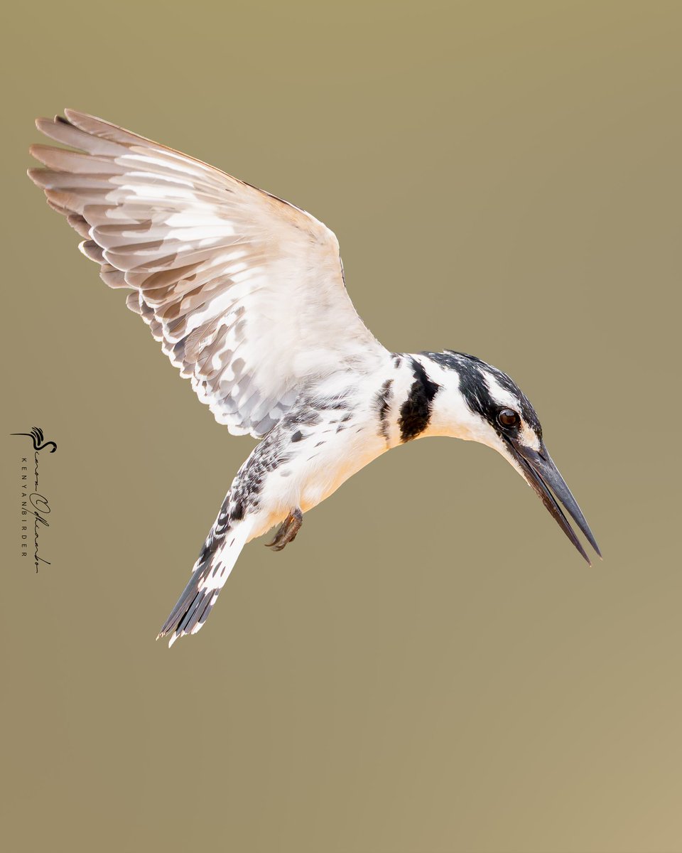 Kenyabirder's tweet image. Pied Kingfisher in Machakos