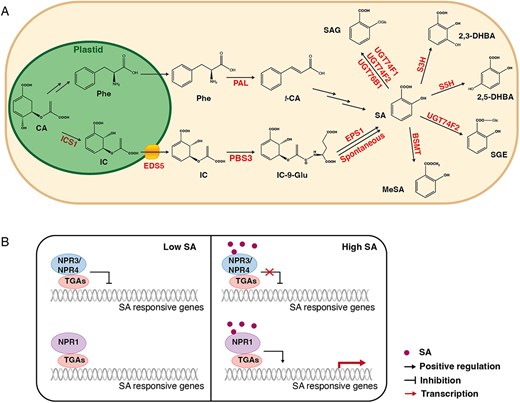 Horticulture Research (@hortres) on Twitter photo Overview of SA & JA signaling in plant immunity & their interaction for defense. #PlantHormones #PlantImmunity #SAJAsignaling <a href="/OxfordJournals/">Oxford Journals</a>
Details: doi.org/10.1093/hr/uha… Overview of SA & JA signaling in plant immunity & their interaction for defense. #PlantHormones #PlantImmunity #SAJAsignaling <a href="/OxfordJournals/">Oxford Journals</a>
Details: doi.org/10.1093/hr/uha…