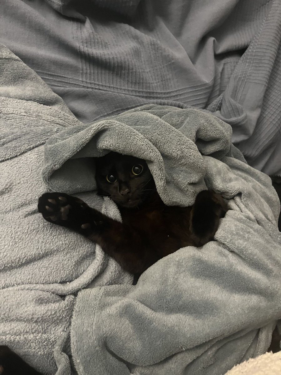 Black cats are not bad luck (@visualscat) on Twitter photo 
