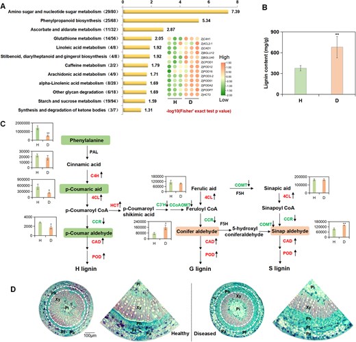 Horticulture Research (@hortres) on Twitter photo ZjMYB44-ZjPOD51 module boosts jujube defense vs phytoplasma via lignin. New insights for resistance breeding! #Phytoplasma #Lignin #PlantDefense <a href="/OxfordJournals/">Oxford Journals</a>
Details: doi.org/10.1093/hr/uha… ZjMYB44-ZjPOD51 module boosts jujube defense vs phytoplasma via lignin. New insights for resistance breeding! #Phytoplasma #Lignin #PlantDefense <a href="/OxfordJournals/">Oxford Journals</a>
Details: doi.org/10.1093/hr/uha…