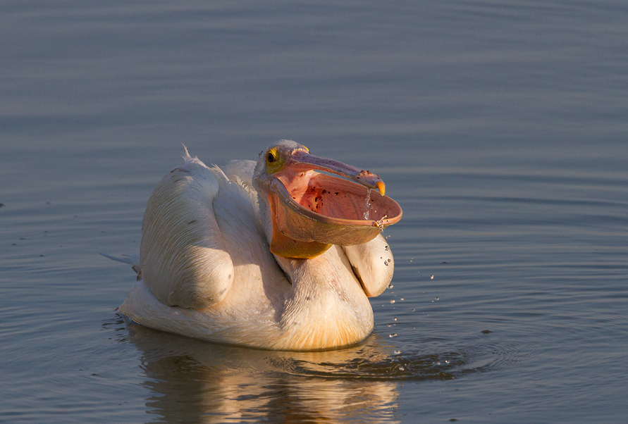 Pelicans have the largest bill of all birds. It can reach 18 inches in length. Underneath the bill, pelicans have a throat pouch than can hold three gallons of water. This pouch, contrary to the popular belief, does not hold food.