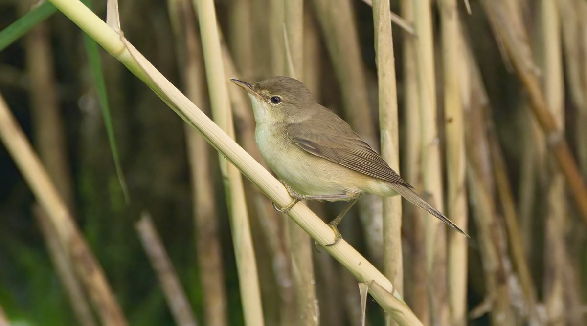 Great views of a pair of Reed Warbler taking food to their nest in the Albion Channel #Rotherhithe.  They popped out of the reeds onto the busy footpath to catch flies attracted by fox poo.  Fascinating urban wildlife watching. #londonbirds