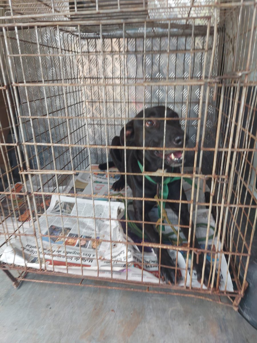 📍 Actualización – Caso de maltrato animal en Capiatá

El día Lunes 16 de junio a las 10:15 de la mañana. La Dirección Nacional de Defensa, Salud y Bienestar Animal procedió al DECOMISO de un canino que se encontraba atado permanentemente a la intemperie,..