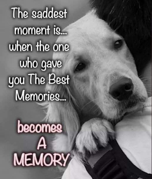 Beyond The Leash (@beyond_theleash) on Twitter photo 