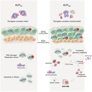 Cancer Cell (@cancer_cell) on Twitter photo Genetic modeling of ELP1-associated Sonic hedgehog medulloblastoma identifies MDM2 as a selective therapeutic target dlvr.it/TLNXrc Genetic modeling of ELP1-associated Sonic hedgehog medulloblastoma identifies MDM2 as a selective therapeutic target dlvr.it/TLNXrc