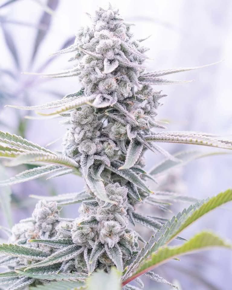 Strain Name Needed y'all 🙏🏽