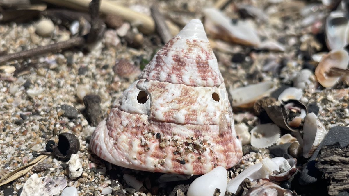 ついに貝側から、ほほえみかけてくるようになった。