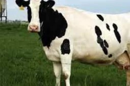 Veterinary Ireland (@veterinaryhq) on Twitter photo Bovine Reproduction & Ultrasound Scanning 2025 DATE: Wednesday 9th July 25 LOCATION: Tullamore Court Hotel, Co. Offaly and afternoon on farm practical on a local farm TIME: 09.00am – 17.00 CVE CREDITS: 10 Credits
MORE INFO
veterinaryireland.ie/images/cve_ima…
REGISTER
veterinaryireland.ie/images/cve_ima… Bovine Reproduction & Ultrasound Scanning 2025 DATE: Wednesday 9th July 25 LOCATION: Tullamore Court Hotel, Co. Offaly and afternoon on farm practical on a local farm TIME: 09.00am – 17.00 CVE CREDITS: 10 Credits
MORE INFO
veterinaryireland.ie/images/cve_ima…
REGISTER
veterinaryireland.ie/images/cve_ima…