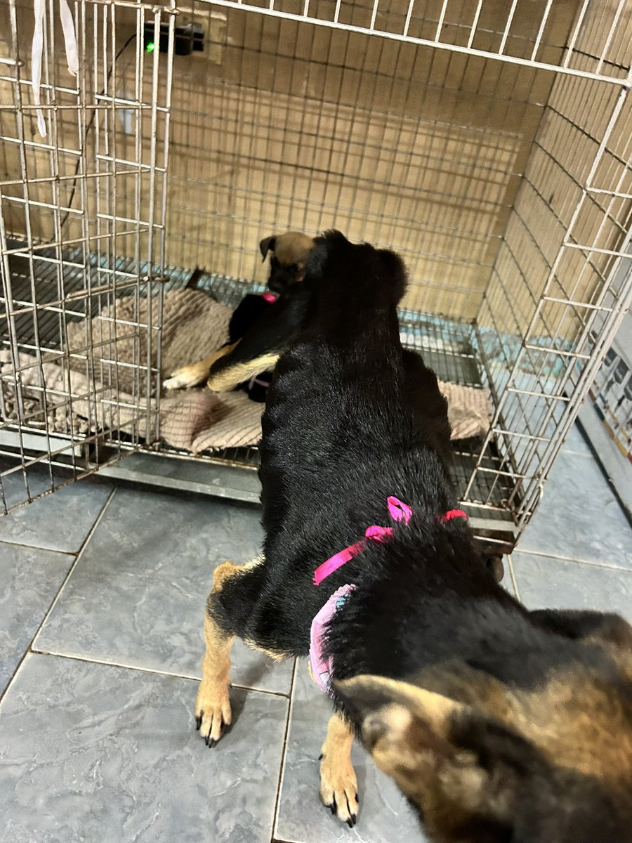 adrianaort_'s tweet photo. Cuando tomamos este caso sabíamos que sería difícil pero seguíamos pensando que nos ayudarían. Estamos con muchas necesidades. Necesitamos balanceado de cachorros y alimentar bien a la mamá😭🙏🏻
ORTIZ RODAS ADRIANA JAZMIN
Banco Familiar 
CI 5639606 
N° de cuenta 81704569 https://t.co/987fDewFiQ