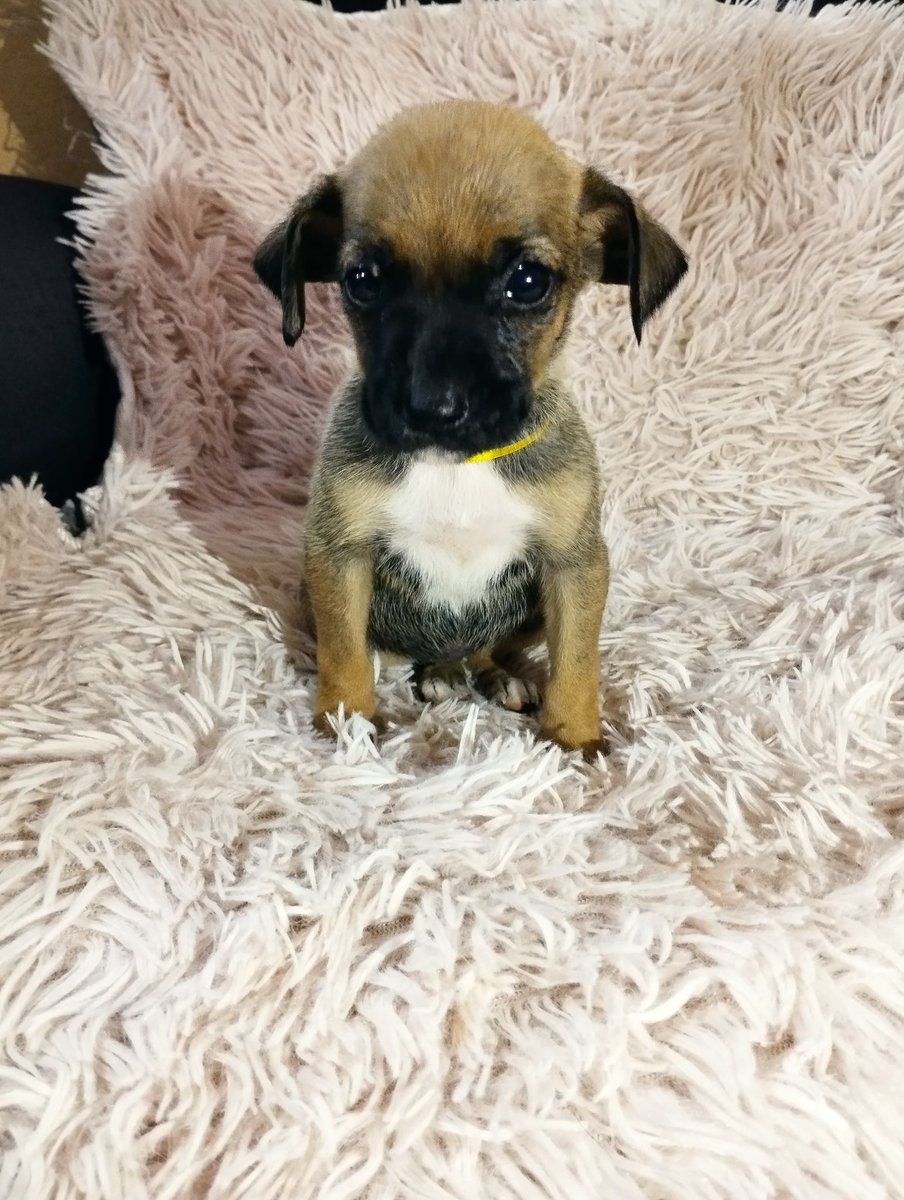 adrianaort_'s tweet photo. Cuando tomamos este caso sabíamos que sería difícil pero seguíamos pensando que nos ayudarían. Estamos con muchas necesidades. Necesitamos balanceado de cachorros y alimentar bien a la mamá😭🙏🏻
ORTIZ RODAS ADRIANA JAZMIN
Banco Familiar 
CI 5639606 
N° de cuenta 81704569 https://t.co/987fDewFiQ