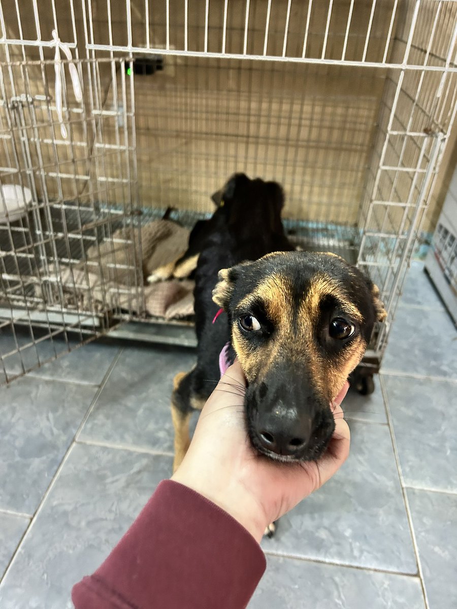 adrianaort_'s tweet photo. Cuando tomamos este caso sabíamos que sería difícil pero seguíamos pensando que nos ayudarían. Estamos con muchas necesidades. Necesitamos balanceado de cachorros y alimentar bien a la mamá😭🙏🏻
ORTIZ RODAS ADRIANA JAZMIN
Banco Familiar 
CI 5639606 
N° de cuenta 81704569 https://t.co/987fDewFiQ