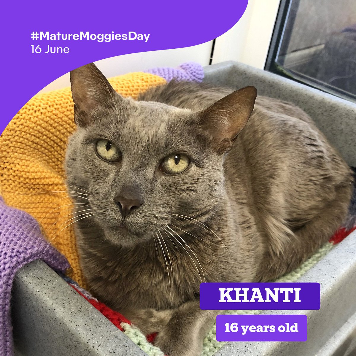 Another one of our #maturemoggies still looking for a home is, Khanti! 😻

Could you lend a helping paw and share his story? 🐾 
cats.org.uk/findacatform/?…
