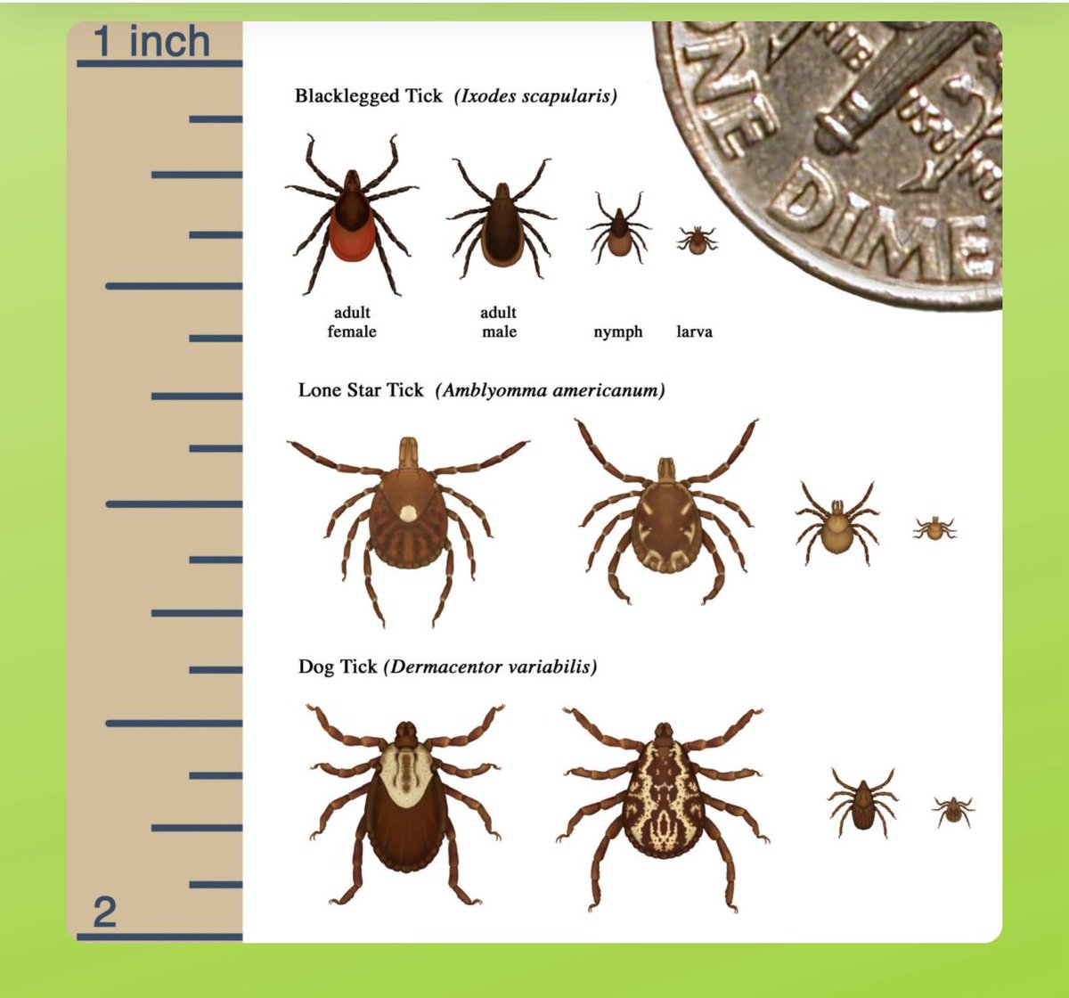 Bay Area Lyme Foundation (@bayarealyme) on Twitter photo 🚩 Reminder that ticks which can spread a scary list of pathogens are often as small as a poppy seed.
Here’s an important chart by our friends at <a href="/ProjectLyme/">Project Lyme</a>: 🚩 Reminder that ticks which can spread a scary list of pathogens are often as small as a poppy seed.
Here’s an important chart by our friends at <a href="/ProjectLyme/">Project Lyme</a>: