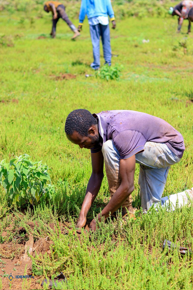 yfga_kenya's tweet photo. π± Kipkabus: Where Hope Takes Root πΏ
In the heart of Kipkabus, something beautiful happened. Not just the planting of treesβbut the planting of purpose, unity, and resilience.
#GreenGeneration #Reforestation #ClimateAction #CommunityForClimate #Kipkabus100KTrees #ActForNature https://t.co/uAVAwrBC2j