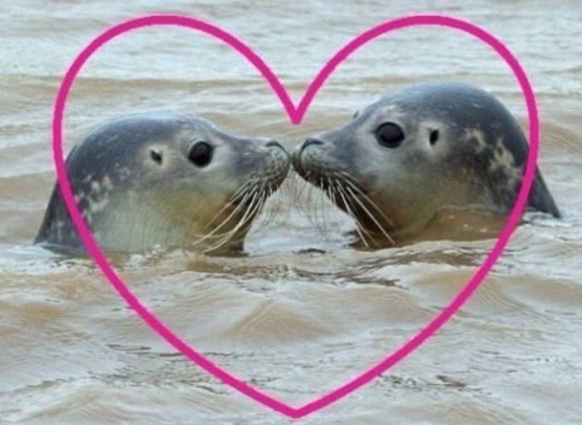 weloveseals's tweet photo. kissies 💋🦭 https://t.co/B2YncmaO9S