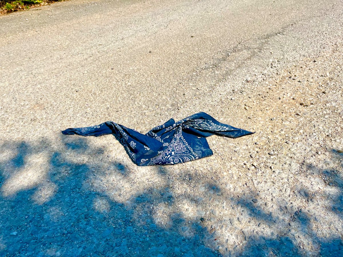 So sad when you see a dead bandana that had obviously been hit by a car in the middle of the road.😢 #roadkill