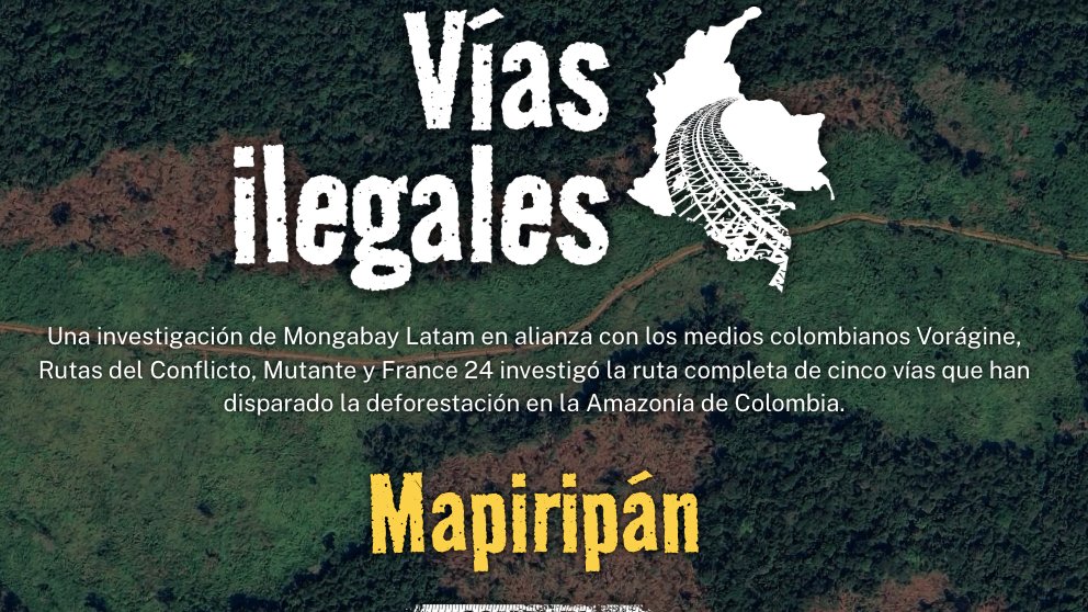 “Esta vía ilegal se convierte en corredor estratégico para la comercialización ilegal de madera y posiblemente también es utilizada para la comisión de otras conductas delictivas presentes en la región”: informe de la Fiscalía General de Colombia. 3/11 tinyurl.com/38hd8886