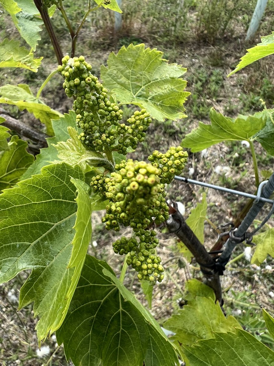It’s rather warm this afternoon in the vineyard, wire lifting, tucking in and dare I say it, removing some fruit 🍇 #organic #vineyard #englishwines