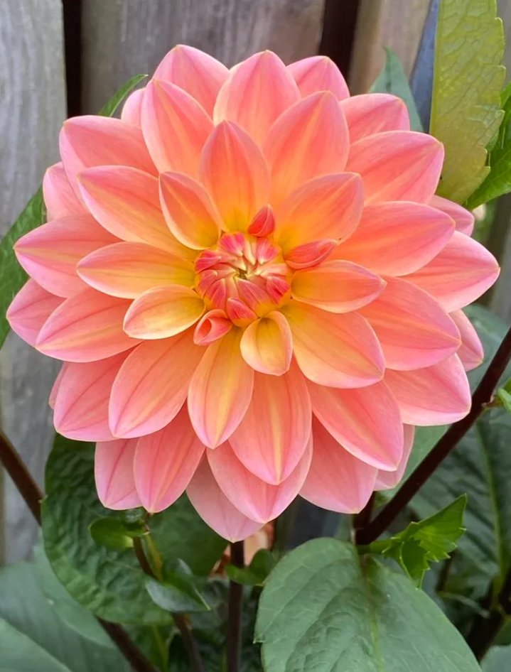 navi_navjott's tweet photo. 🪷 #flower
#naturalpic https://t.co/JLLFea5Flq