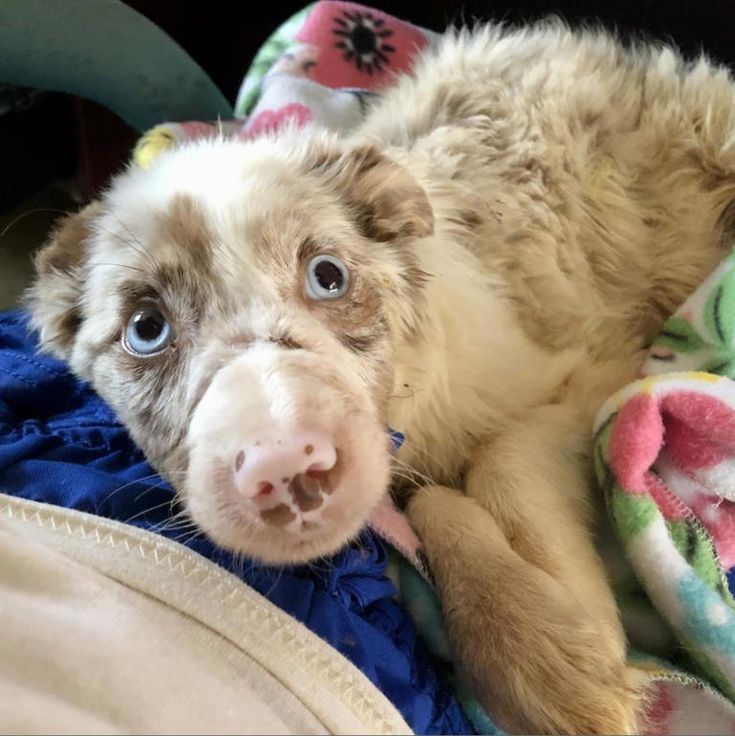 _XDogs's tweet photo. The puppy remains in critical condition after severe abuse.😥 https://t.co/pa0xkZFrOT
