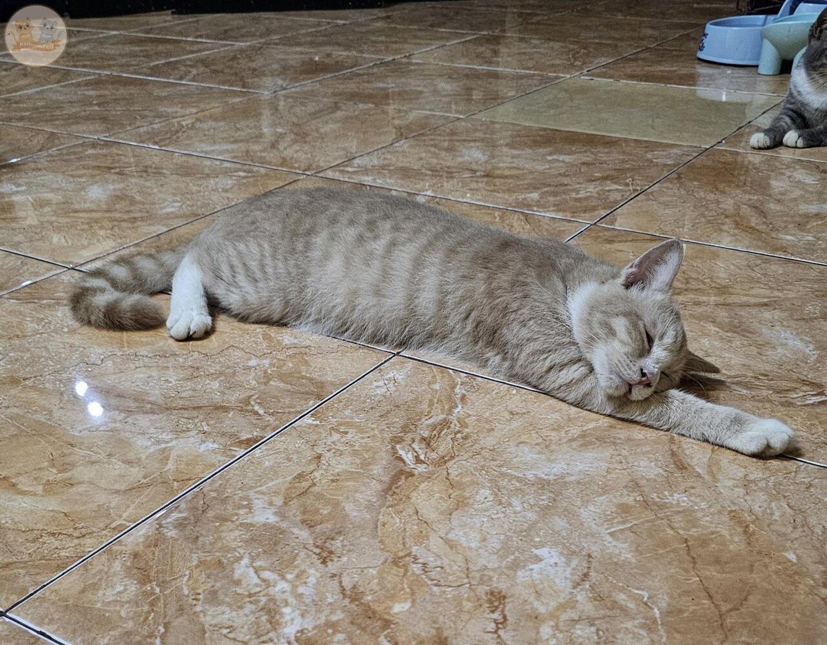 2 harian ini rumahku bnyak tamu, kel besar pada dateng. Dia satu satunya kcg! Ekstrovert dirumah yg gak takut orang. Say hi ke tamu, diajak main, lari lari, hi bye, dll. Pas tamu udah pulang dan sepi, liat dia capek bgt gessss 😭😂