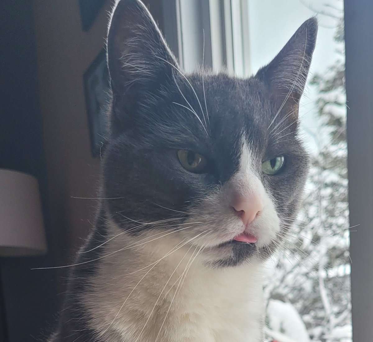 artlisa84's tweet image. My cat when I asked her if she wants to go to work with me #nationaltakeyourcattoworkday
I&apos;m guessing that&apos;s a no lol