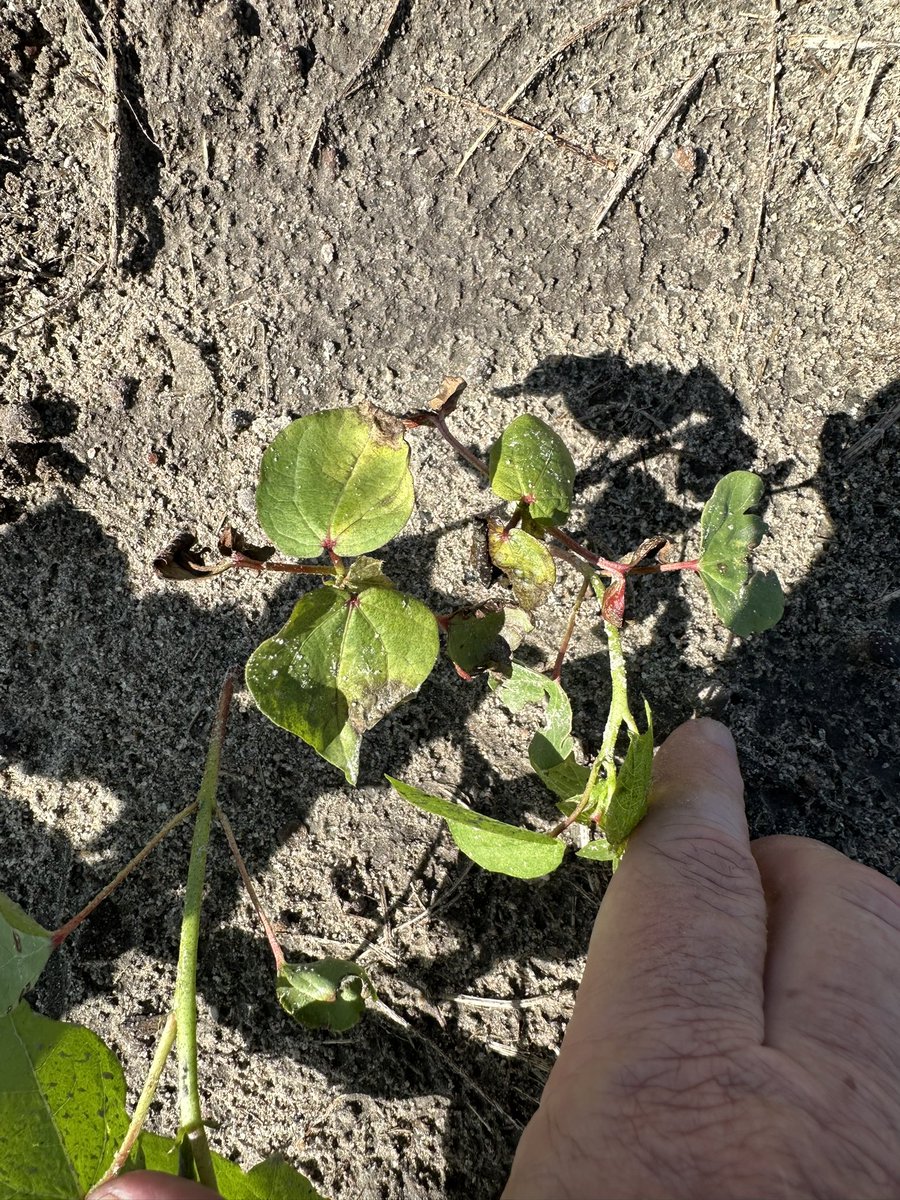 bobkemerait's tweet image. Fusarium wilt affects cotton every year in this specific area of the field. The area increases in size as infested soil moves with tillage and runoff. Take home points: it is critical to diagnose these areas and it is critical to avoid spreading contaminated soil to other fields.