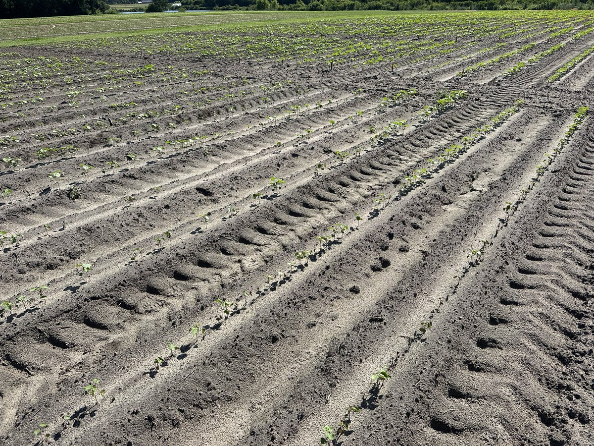 bobkemerait's tweet image. Fusarium wilt affects cotton every year in this specific area of the field. The area increases in size as infested soil moves with tillage and runoff. Take home points: it is critical to diagnose these areas and it is critical to avoid spreading contaminated soil to other fields.