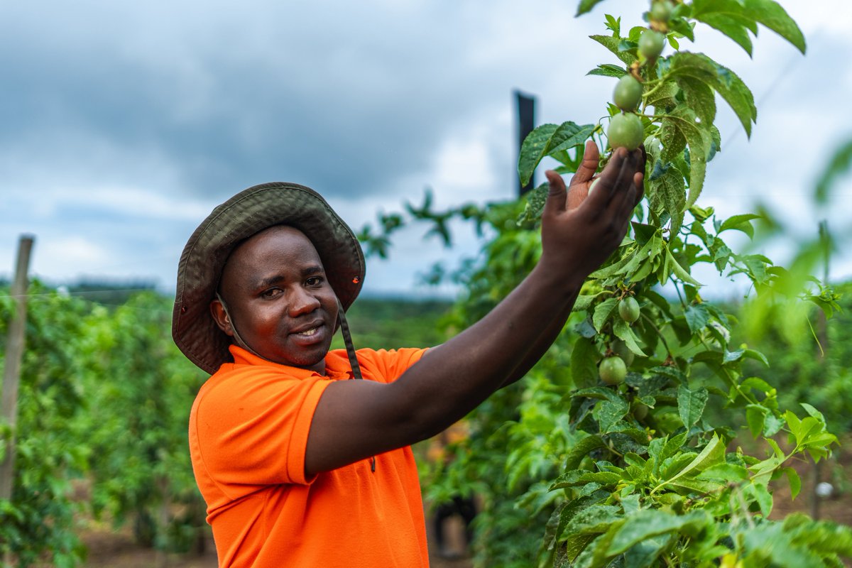 Lee_Fabricee's tweet image. 🚨GOOD NEWS🚨

Starting tomorrow, Kilimo Trust will officially launch the #RwandaRuralAgriStars campaign. 

This campaign is designed to highlight young entrepreneurs who have created profitable agribusiness ventures following the training they received through the…
