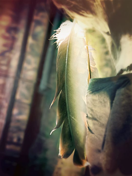 WolfHawk0915's tweet photo. Art of the Day: "Ceremony Feathers". Buy at: https://t.co/8O6RqsZvmI https://t.co/vOS4Rckdy8