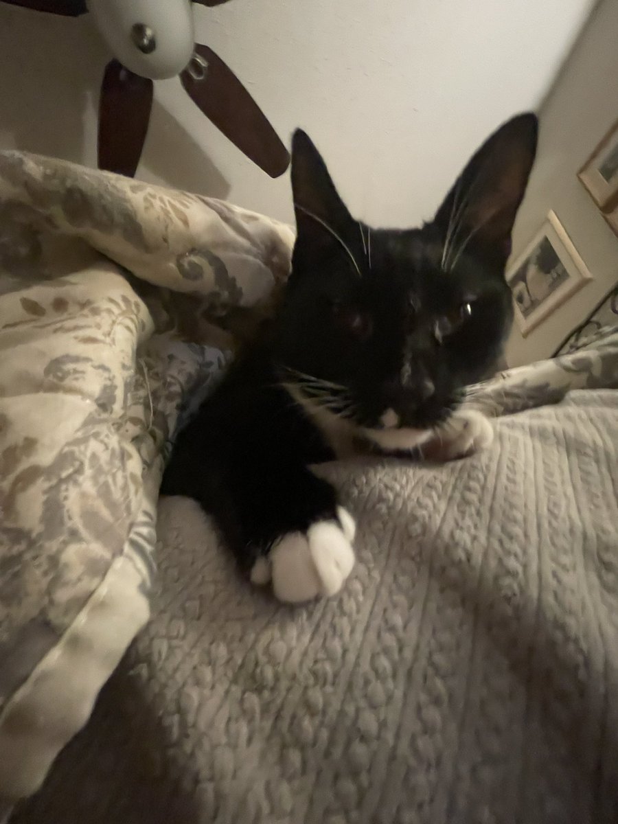 itzmefig's tweet image. come snufgle in wif Me Fig